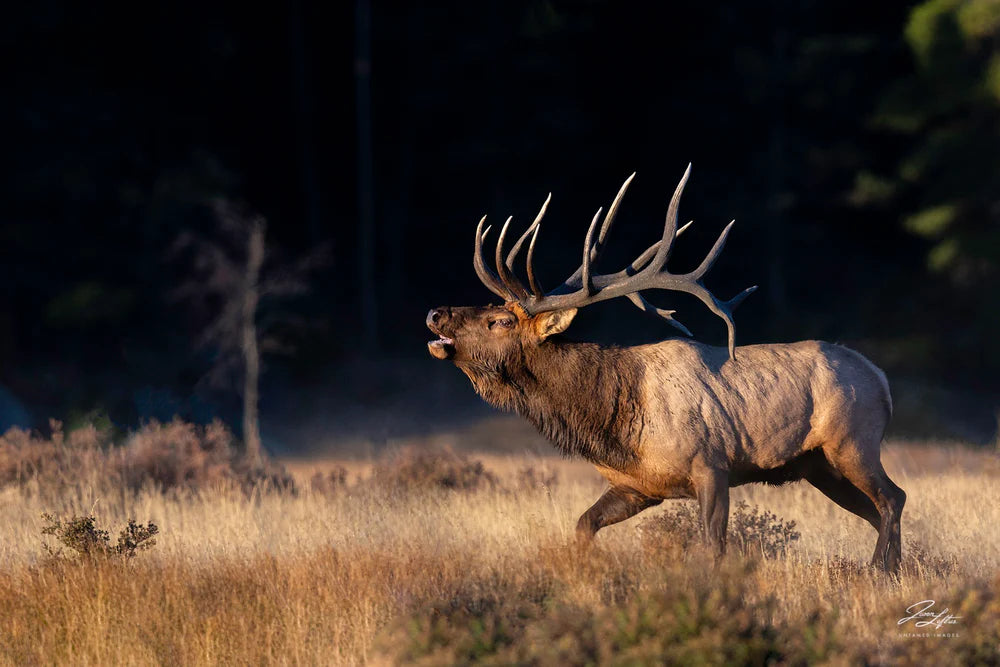 Photo of caribou by Jason Loftus