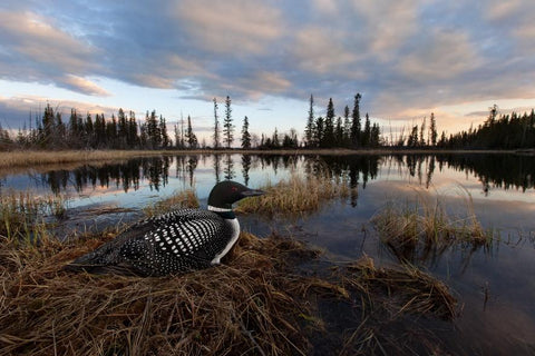 photographers to watch in 2017, connor stefanison, burnaby photographers