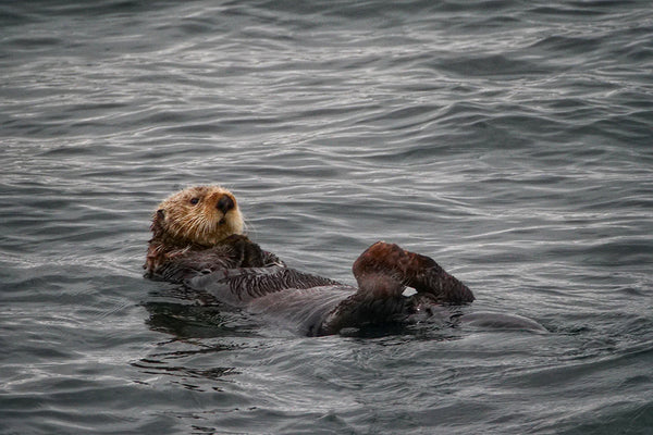 sea otter swimming on back